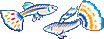 GuppY - http://www.freeguppy.org/